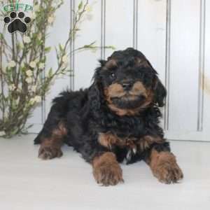 Rover, Cavapoo Puppy