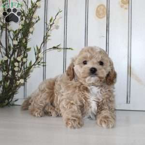 Riley, Cavapoo Puppy