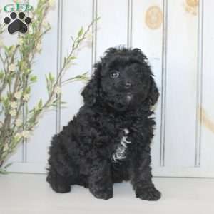 Raine, Cavapoo Puppy