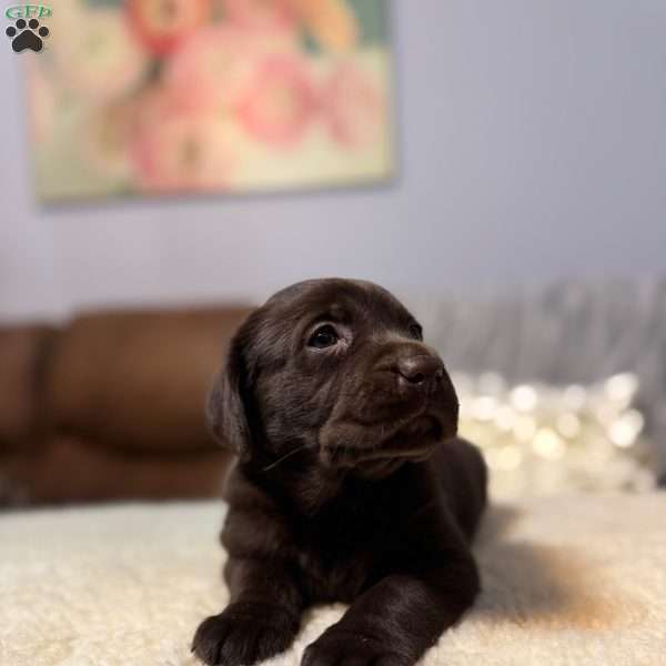 Clover, Chocolate Labrador Retriever Puppy
