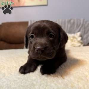 Clover, Chocolate Labrador Retriever Puppy