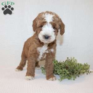 Andy, Miniature Poodle Puppy