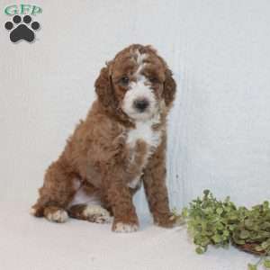 Abbey, Miniature Poodle Puppy
