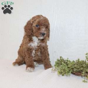 Amanda, Miniature Poodle Puppy