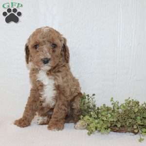 Angel, Miniature Poodle Puppy