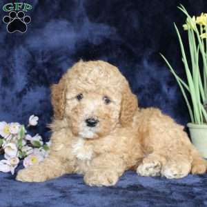 Donald, Mini Goldendoodle Puppy