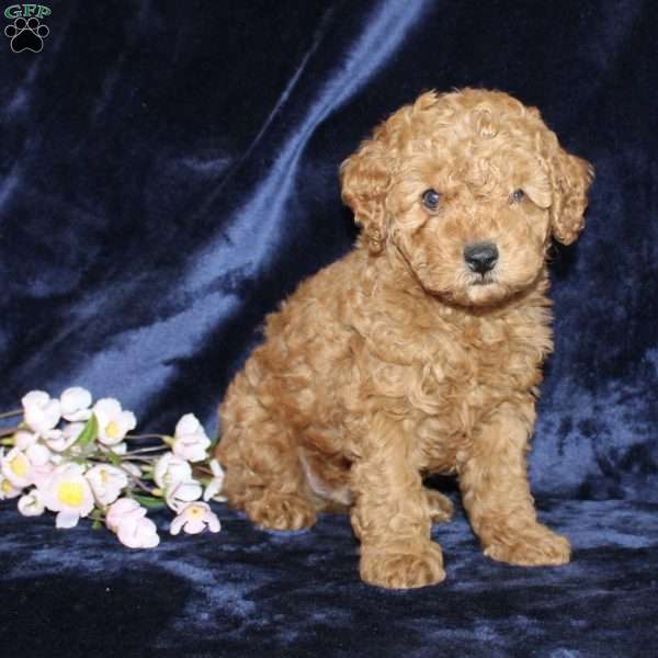 Michael, Mini Goldendoodle Puppy