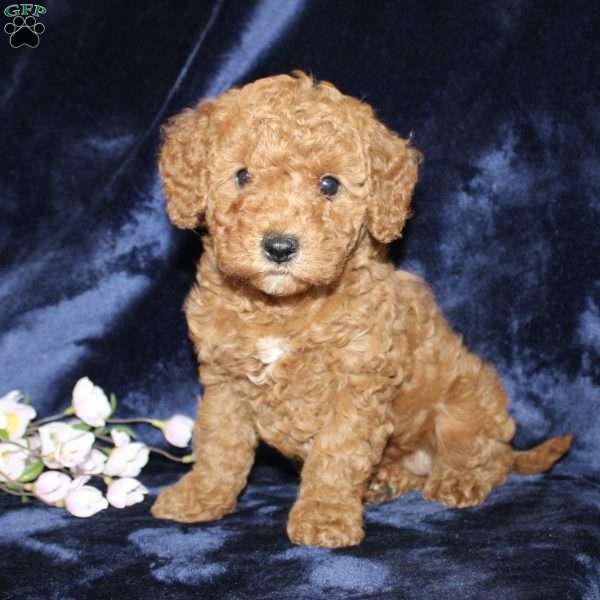 Mary, Mini Goldendoodle Puppy