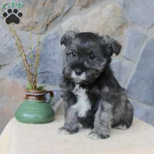 Jill, Miniature Schnauzer Puppy