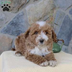 Jewel, Mini Aussiedoodle Puppy