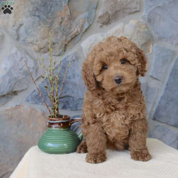 Janie, Mini Aussiedoodle Puppy