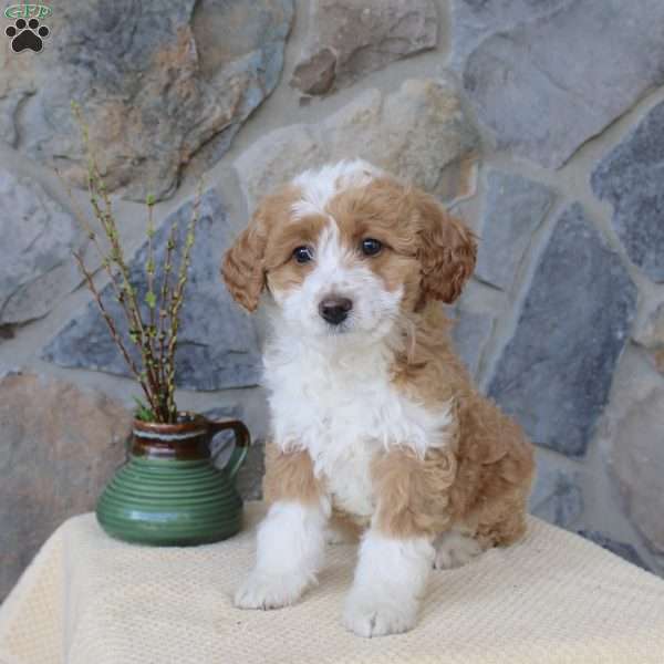 Josie, Mini Aussiedoodle Puppy