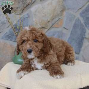 Jasper, Mini Aussiedoodle Puppy