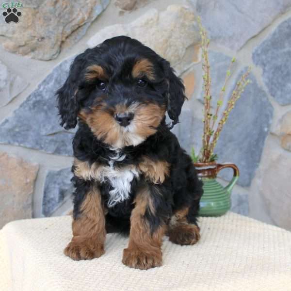 Joy, Mini Aussiedoodle Puppy
