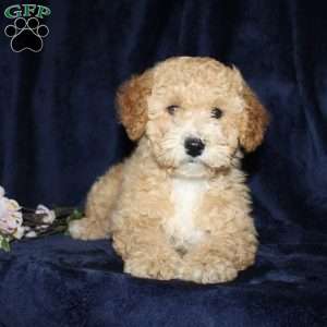 Daisy, Mini Goldendoodle Puppy