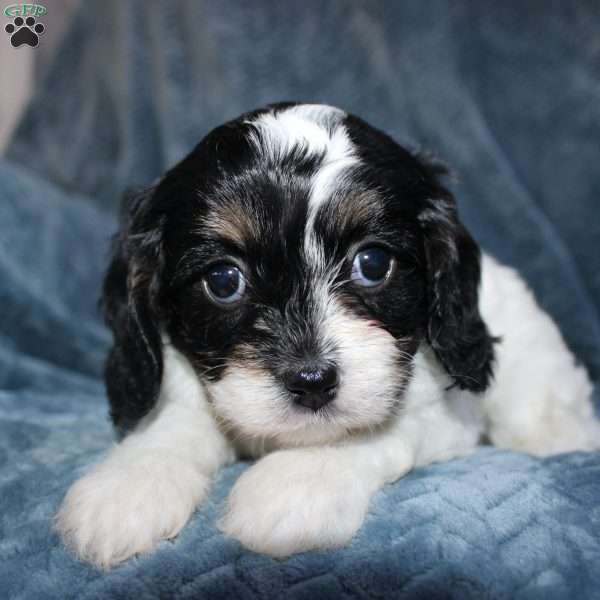 Abby, Cavapoo Puppy
