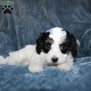 Ava, Cavapoo Puppy