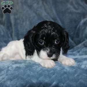 Amber, Cavapoo Puppy