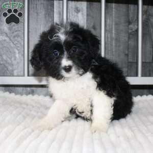 Levi, Mini Aussiedoodle Puppy