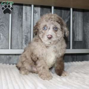 Larry, Mini Aussiedoodle Puppy