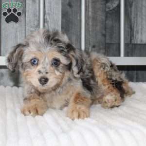 Laura, Mini Aussiedoodle Puppy