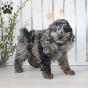 Roscoe, Cavapoo Puppy
