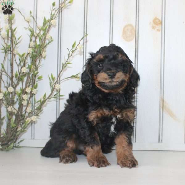 Rover, Cavapoo Puppy