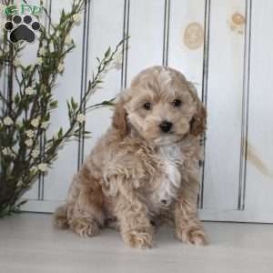 Riley, Cavapoo Puppy