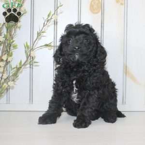 Raine, Cavapoo Puppy