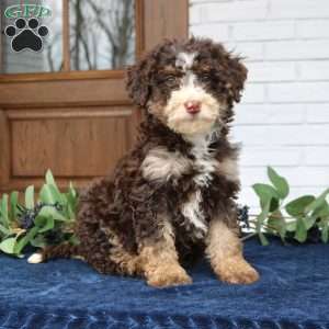 Sasha, Mini Bernedoodle Puppy