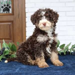 Sasha, Mini Bernedoodle Puppy