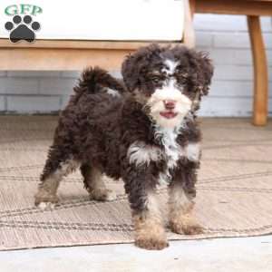 Sasha, Mini Bernedoodle Puppy