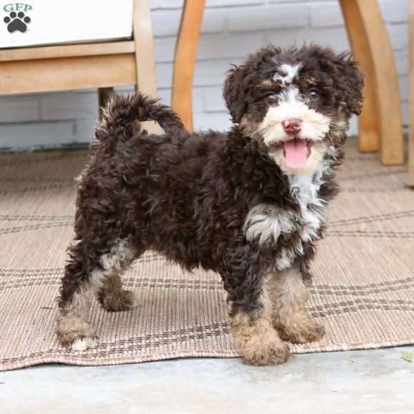 Sasha, Mini Bernedoodle Puppy