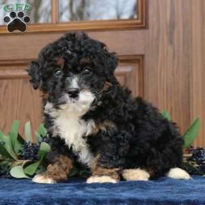 Stella, Mini Bernedoodle Puppy