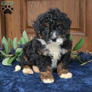 Stella, Mini Bernedoodle Puppy