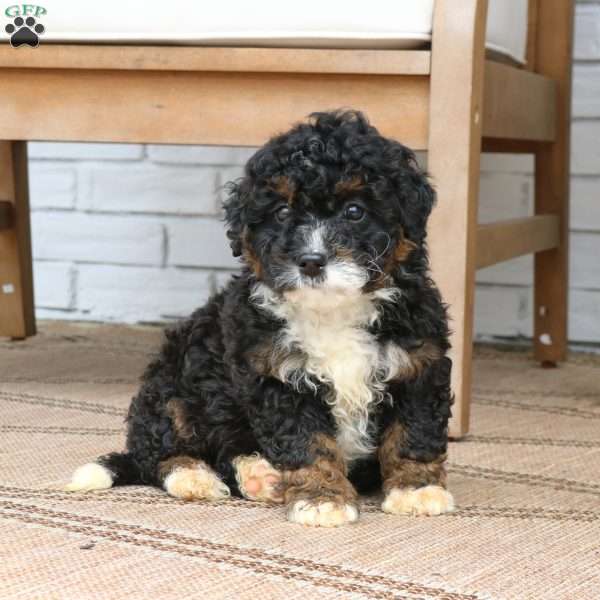 Stella, Mini Bernedoodle Puppy
