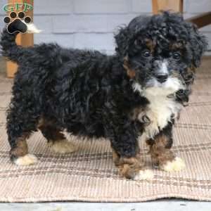 Stella, Mini Bernedoodle Puppy