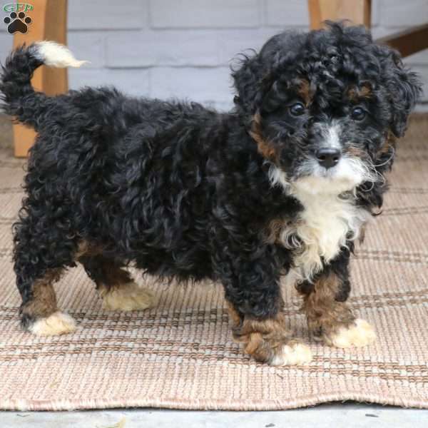 Stella, Mini Bernedoodle Puppy