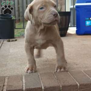Whitney, African Boerboel Puppy