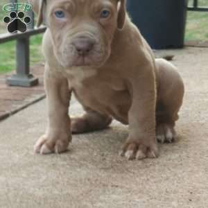 Whitney, African Boerboel Puppy