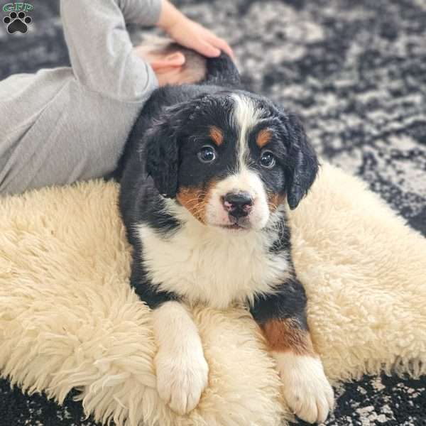 Buck, Bernedoodle Puppy