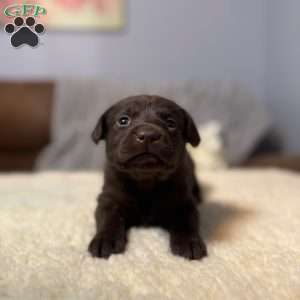 Deisel, Chocolate Labrador Retriever Puppy
