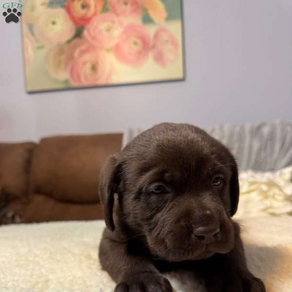 Deisel, Chocolate Labrador Retriever Puppy