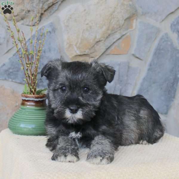 Jill, Miniature Schnauzer Puppy