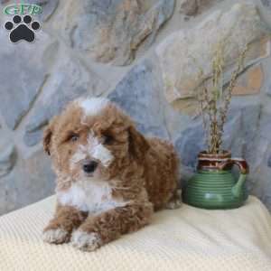 Jewel, Mini Aussiedoodle Puppy