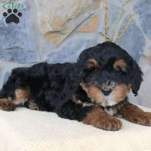 Joy, Mini Aussiedoodle Puppy