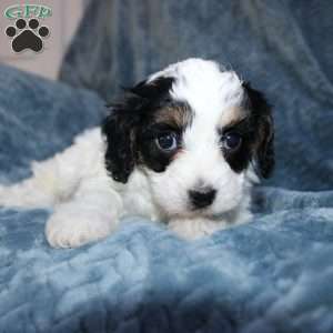 Ava, Cavapoo Puppy
