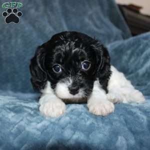 Amber, Cavapoo Puppy