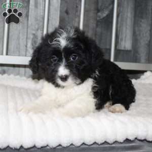 Levi, Mini Aussiedoodle Puppy