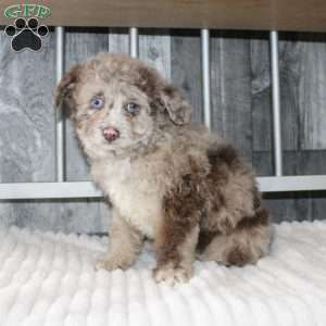 Larry, Mini Aussiedoodle Puppy